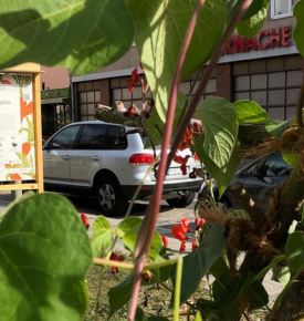 Rośliny i tablice informacyjne w dzielnicy U1 w Norymberdze